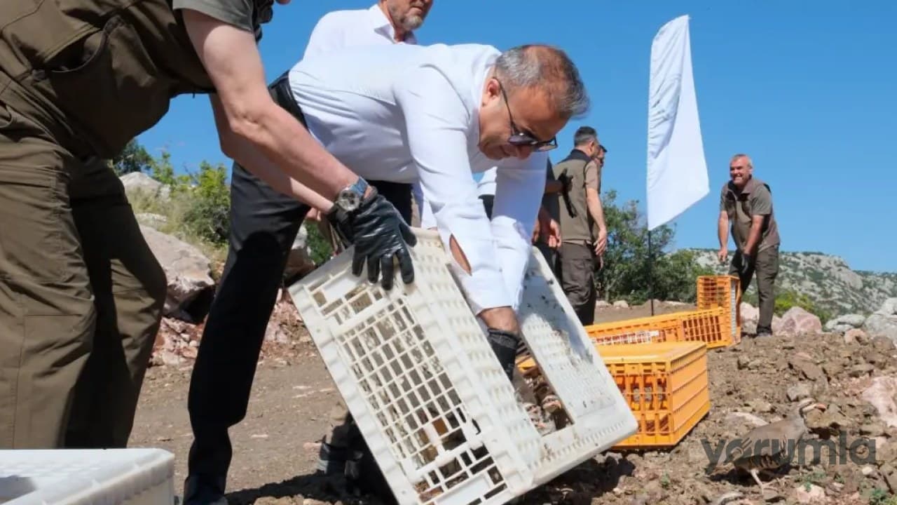 Karaman'da Kınalı Keklikler Doğaya Salındı