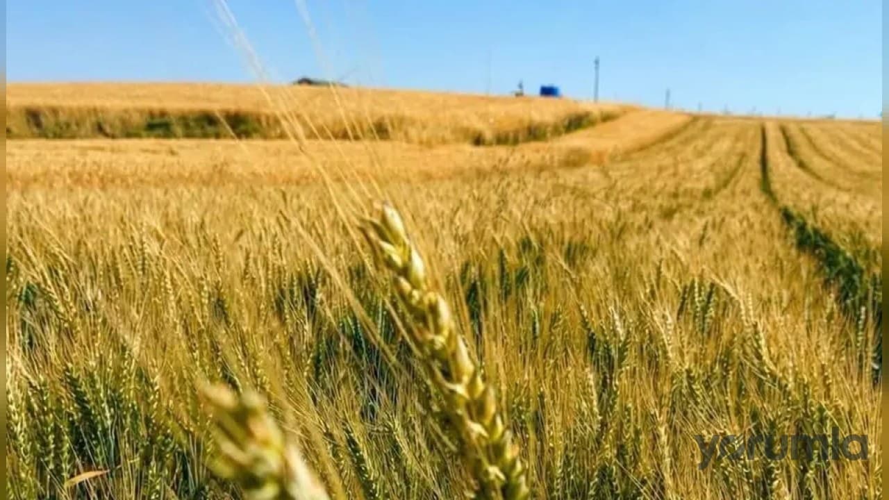 Çorum'da kuru tarımda başarılı performans gösteren yerli "Kirve" buğdayı üreticinin yeni alternatifi oldu