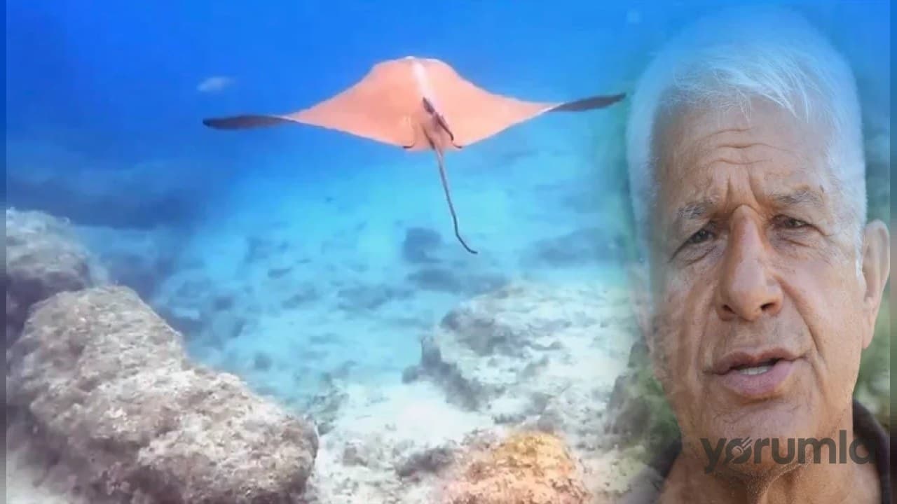 Antalya Kemer’de Üç Adalar dalışında inek burunlu vatoz görüntülendi