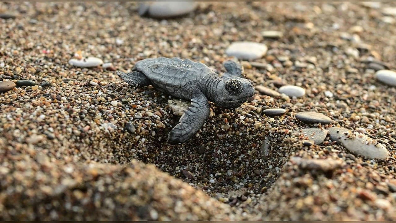 Antalya’da caretta caretta yavruları denizle buluşmaya hazırlanıyor: 4 bin 500 yuvada takip sürüyor