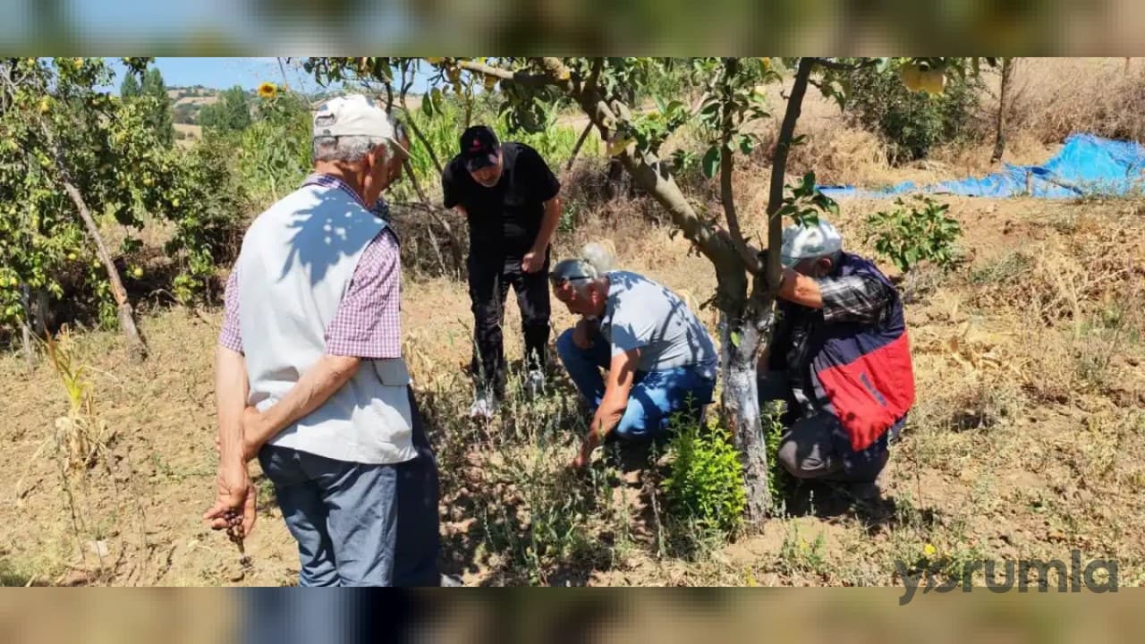 Balıkesir’de tarla faresi uyarısı: üreticiler kontrol ve doğru zamanda mücadeleye çağrıldı