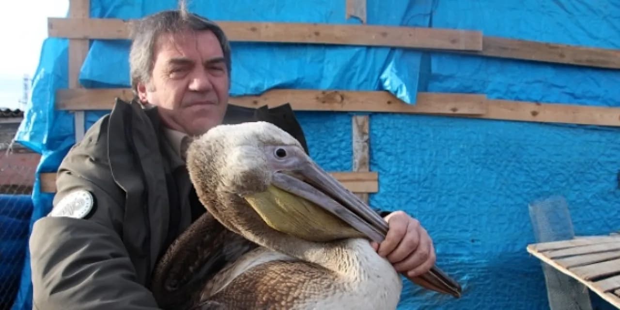 Mudanya Sahiline Sığınan Yorgun Pelikan Koruma Altına Alındı
