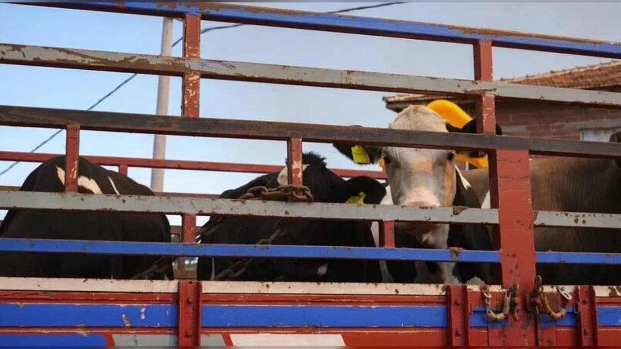 Canlı Hayvan Nakliyesinde Yeni Dönem: Resmi Gazete'de Yayımlandı