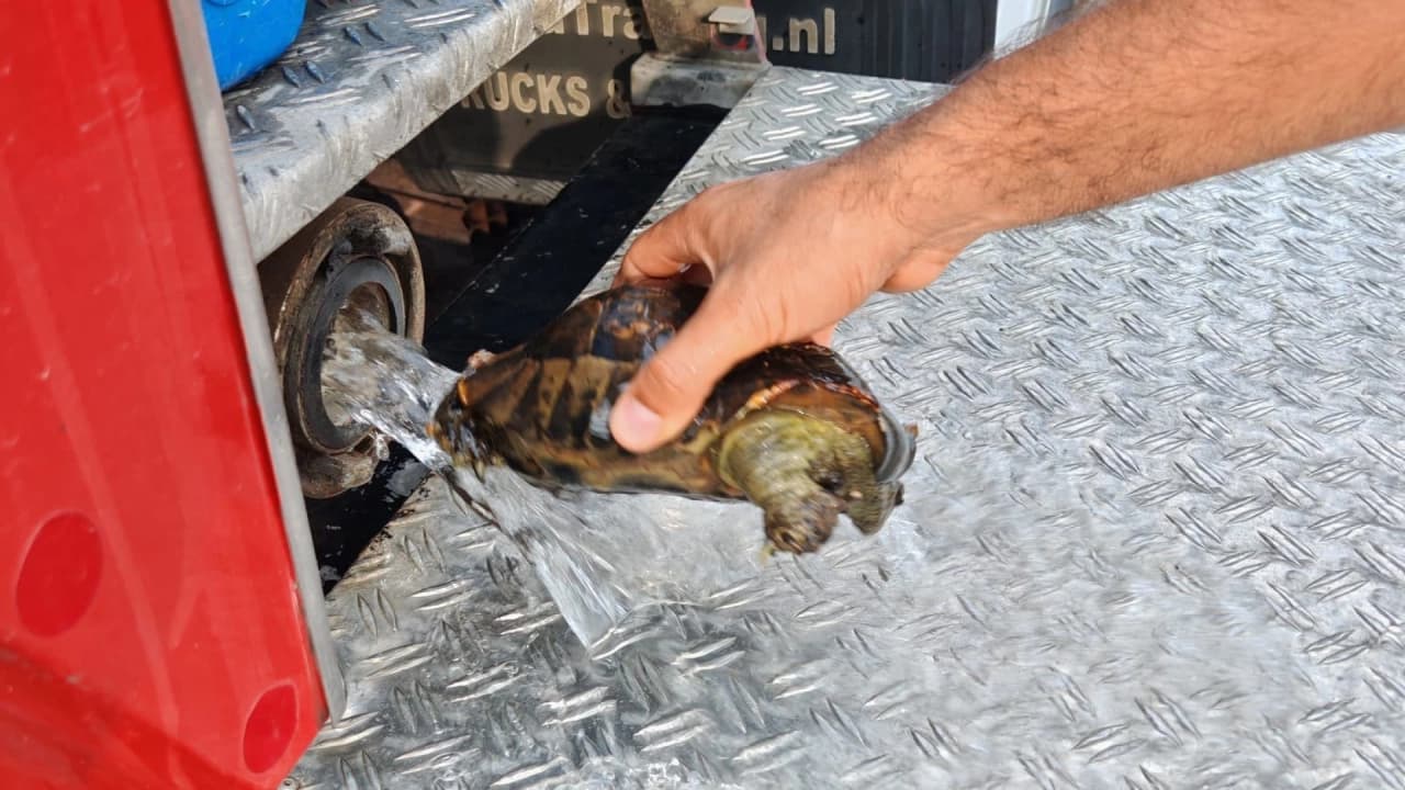 Yalova'da Otluk Alandaki Yangında 11 Kaplumbağa Kurtarıldı