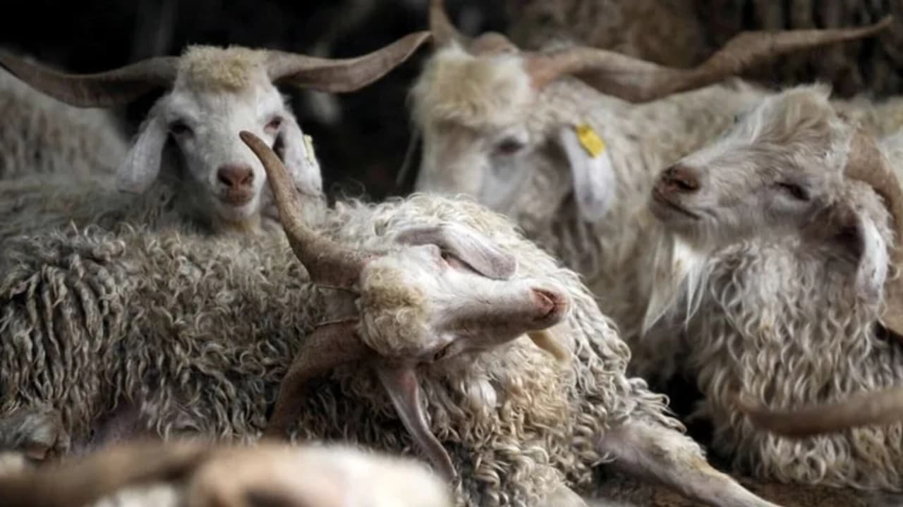 Türkiye Hayvancılıkta Avrupa'yı Geride Bıraktı: 2025 Verileri