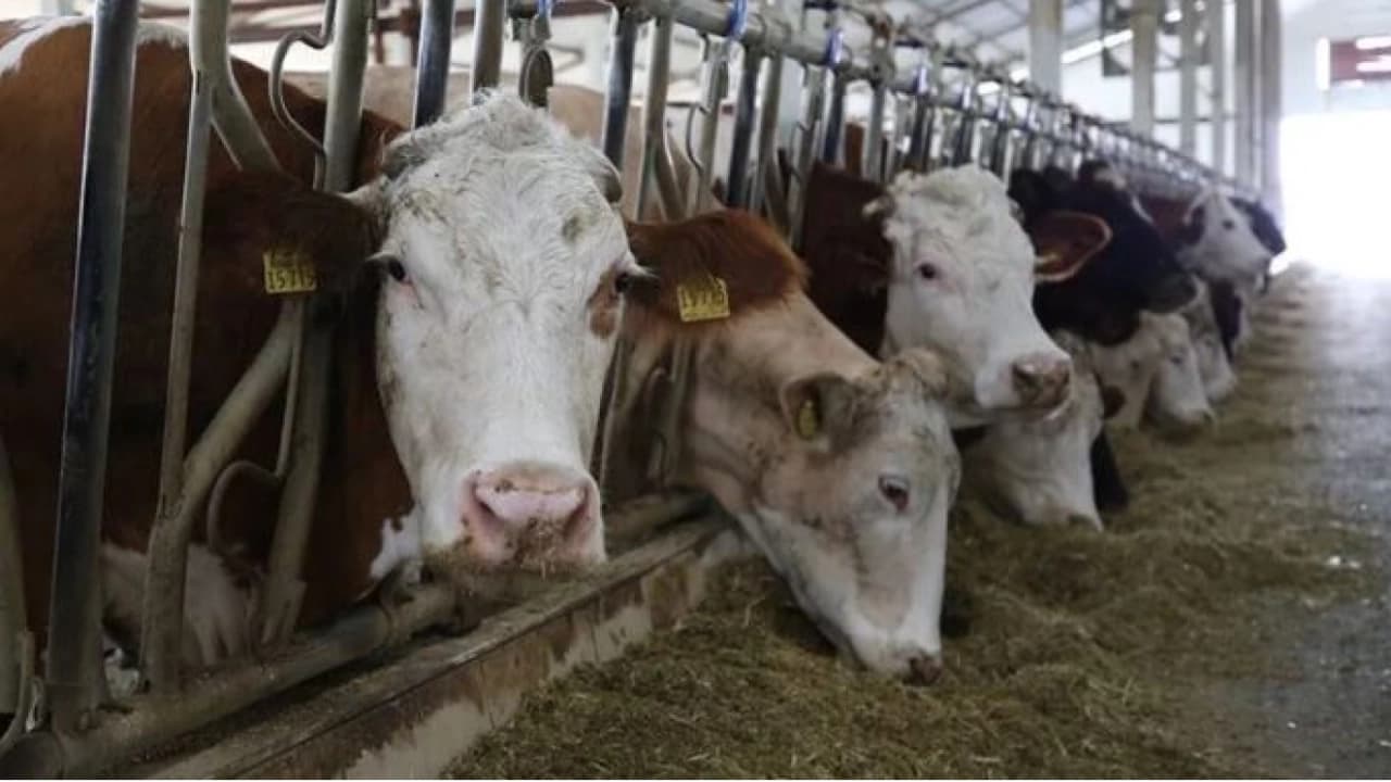 Güz Dökümü Sezonunda Kırmızı Et Uyarısı: Fiyatlar Tehlikeli Seviyede