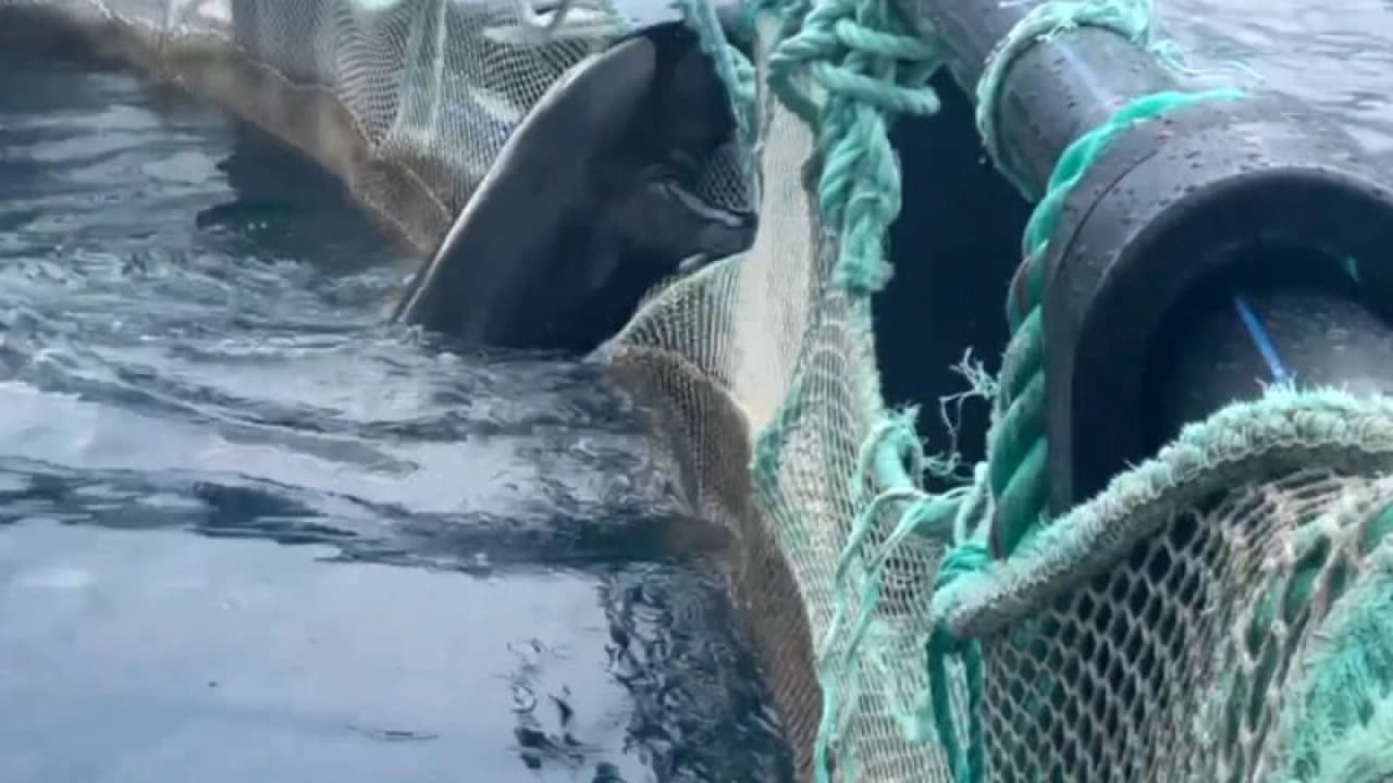 Antalya'da Kafeste Mahsur Kalan Akdeniz Fokunu Dalgıçlar Kurtardı