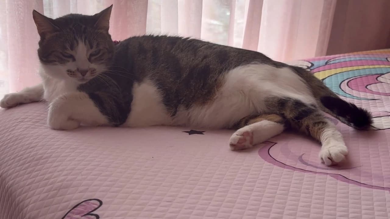 Küçükçekmece'de Hırsızlara Geçit Vermeyen Kahraman Kedi Mucize Evini Korudu