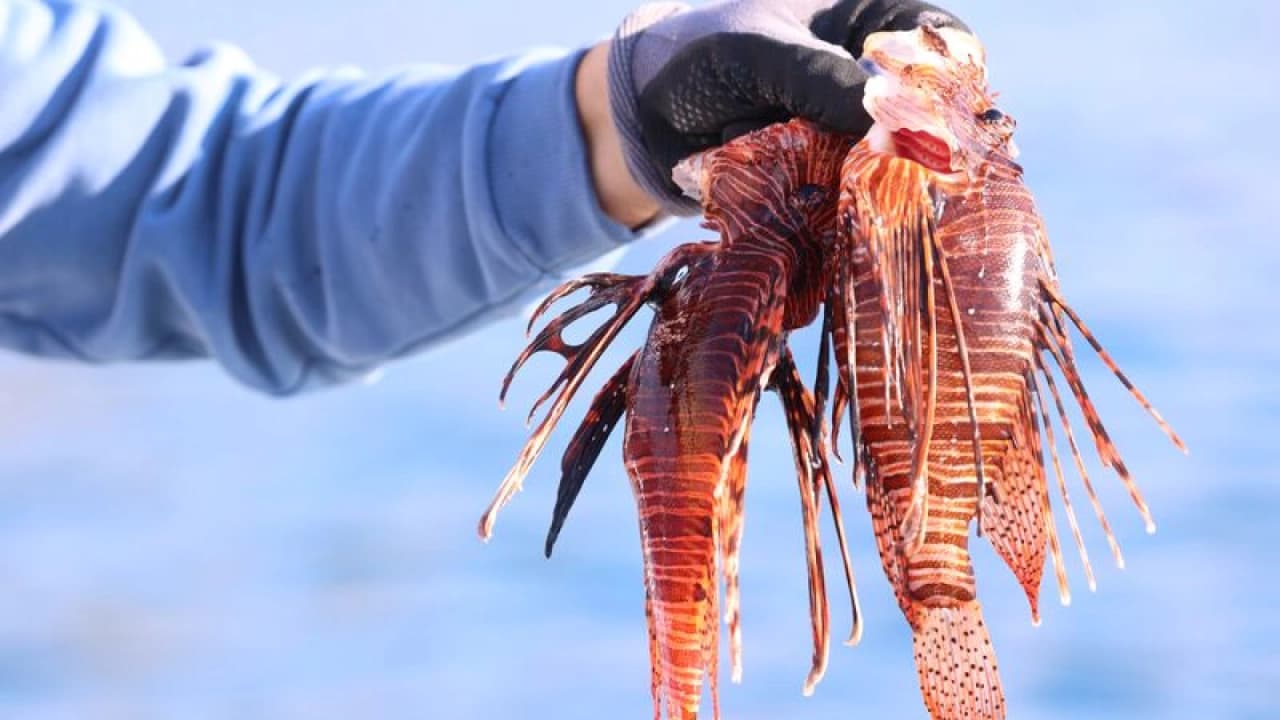 Antalya'da Düzenlenen Aslan Balığı Avlama Yarışmasında Dereceye Girenler Belli Oldu