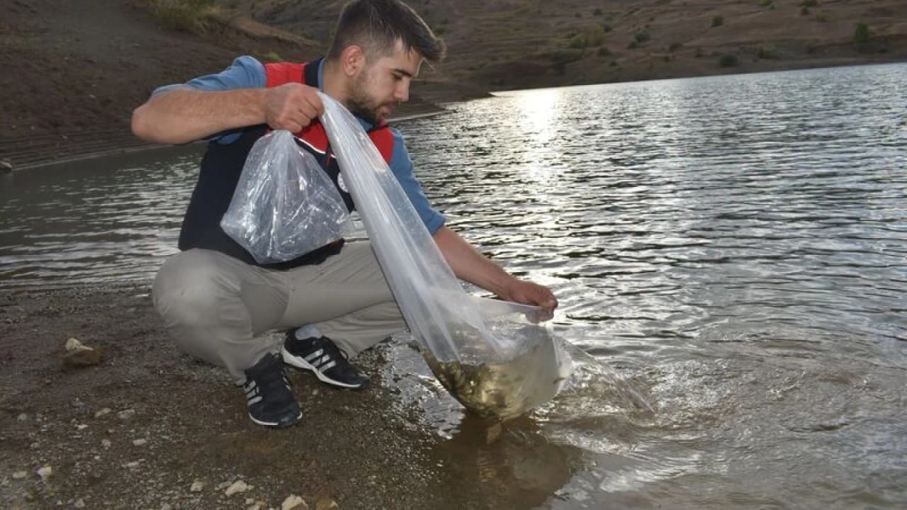 Bayburt Göletlerine 150 Bin Sazan Yavrusu Bırakıldı