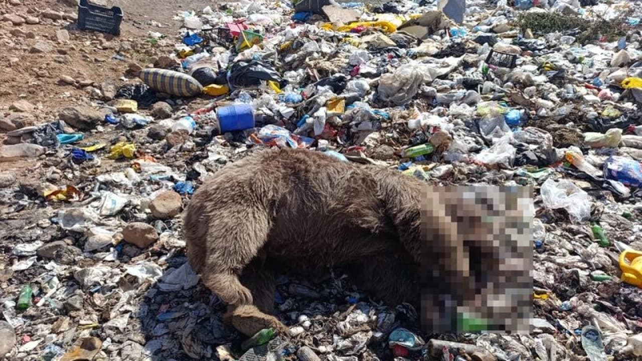 Bingöl'de 3 Bozayı Ölü Bulundu: Soruşturma Başlatıldı