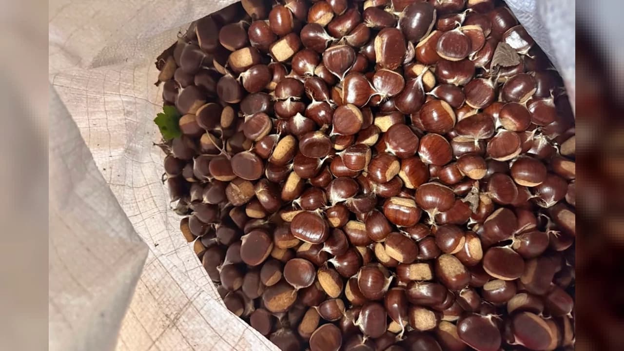 Düzce Kapalı Pazaryeri'nde Kestane Sezonu Başladı: Kuzu Kestanesi 200-300 Lira Arasında Alıcı Buluyor