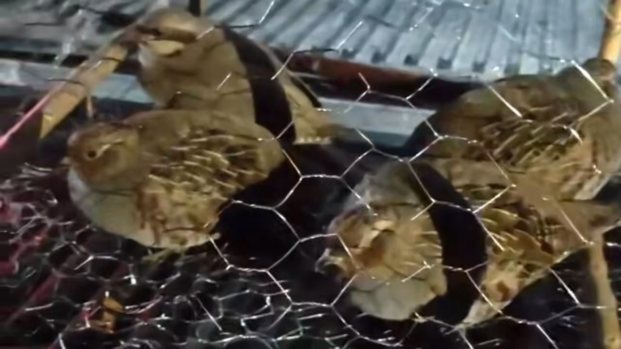Van'da Kaçak Kafes Avcılığı Yapan 2 Şahsa 211 Bin Lira Ceza Kesildi