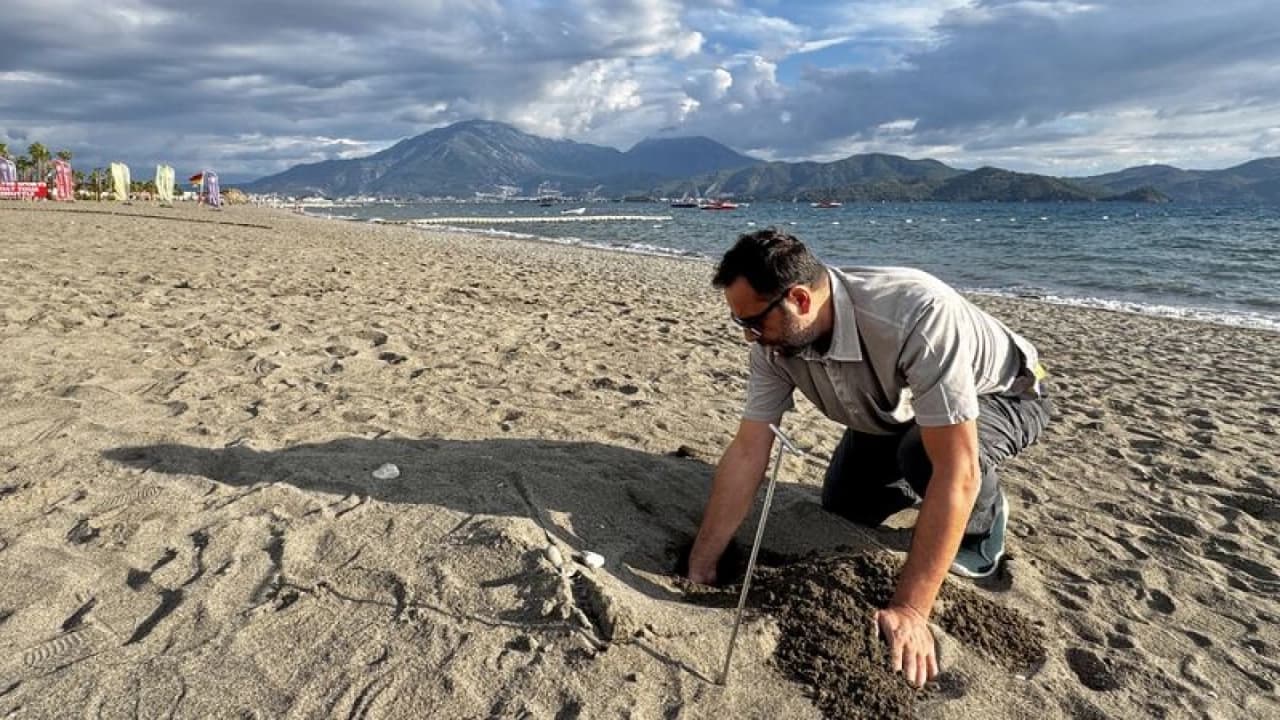 Fethiye'de yaklaşık 6 bin caretta caretta yavrusu denize ulaştı