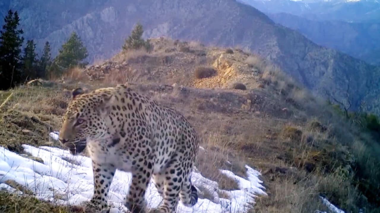 WWF Raporu: Omurgalı Popülasyonlarında Ortalama Düşüş Yüzde 73
