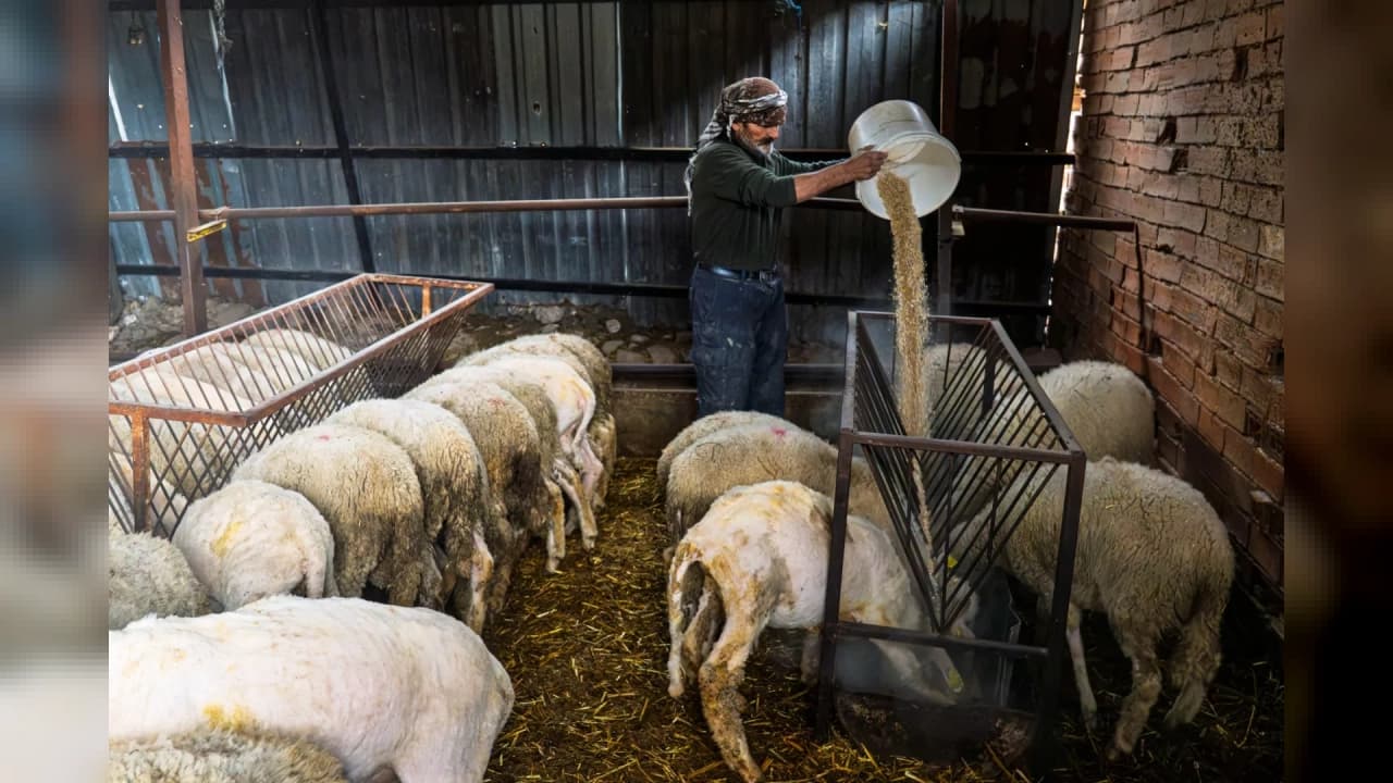 İzmir'de yangın mağduru üreticilere 30 ton yem desteği