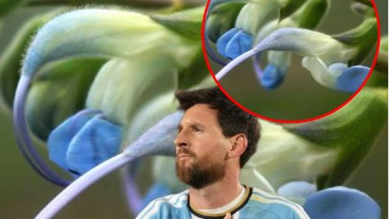 Peru'da keşfedilen bitkiye Lionel Messi'nin ismi verildi