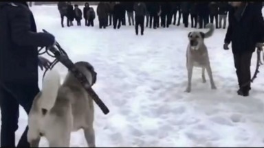 Erzurum'da Köpek Dövüşü Skandalı: Sosyal Medya Ele Verdi, Yasal İşlem Başlatıldı